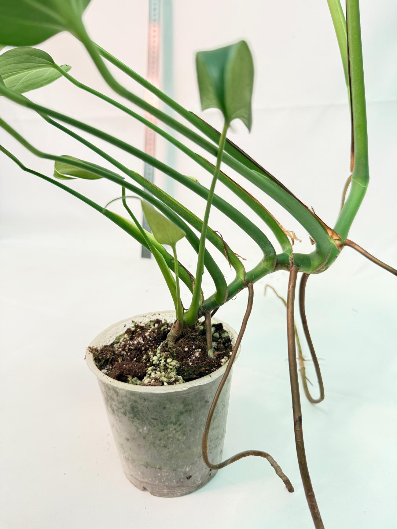 Monstera Burle Marx Flame XL 10