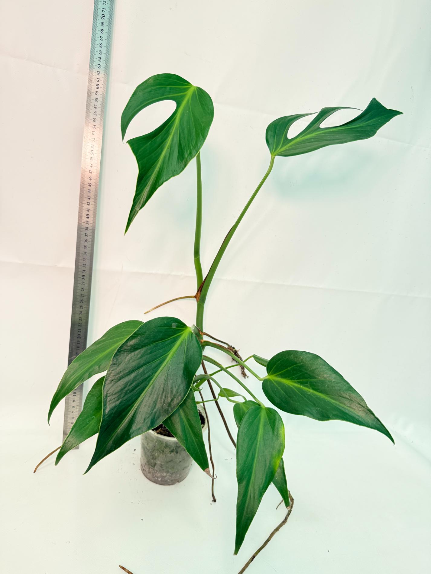 Monstera Burle Marx Flame XL 3