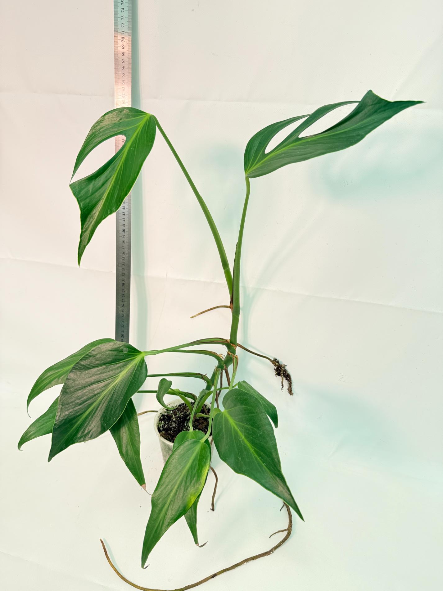 Monstera Burle Marx Flame XL 11