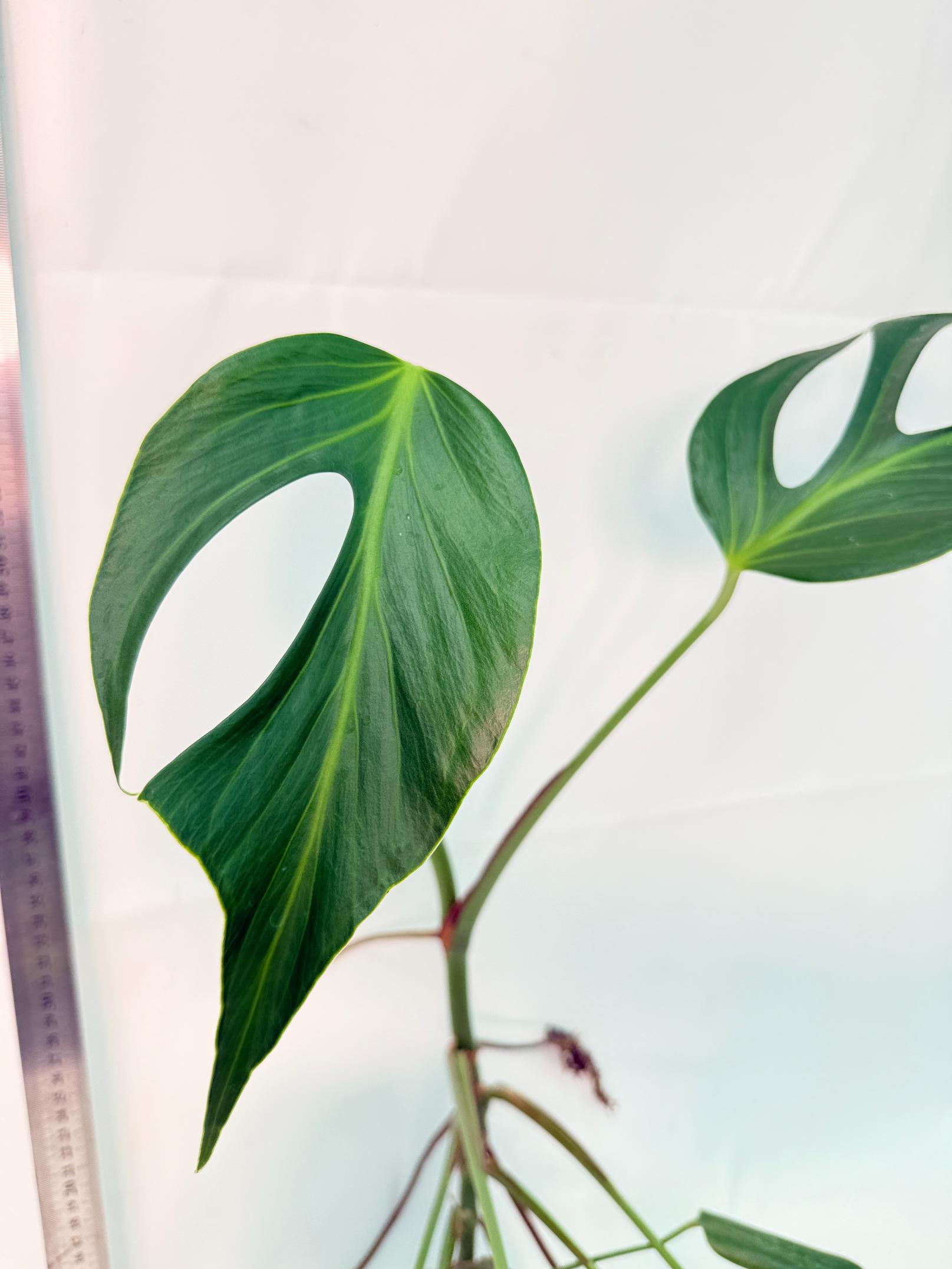 Monstera Burle Marx Flame XL 4
