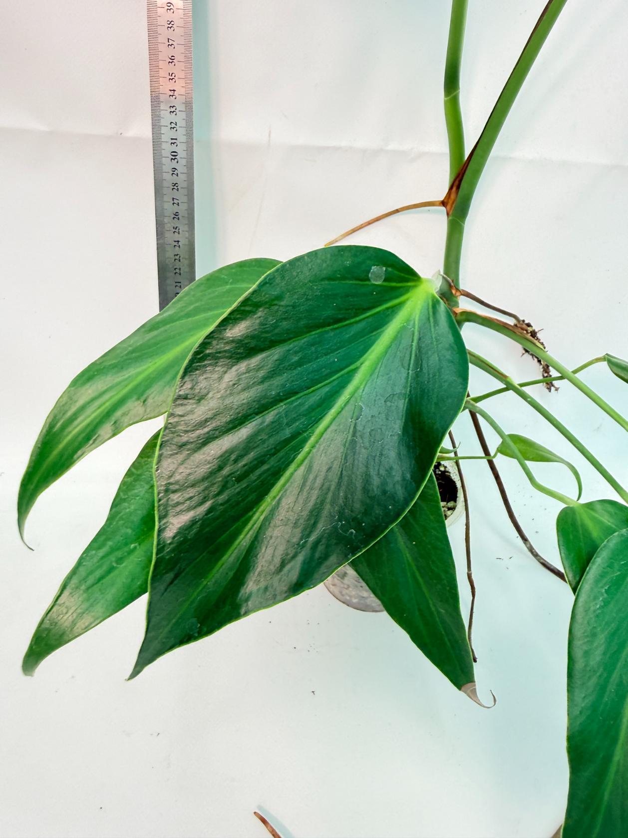 Monstera Burle Marx Flame XL 5
