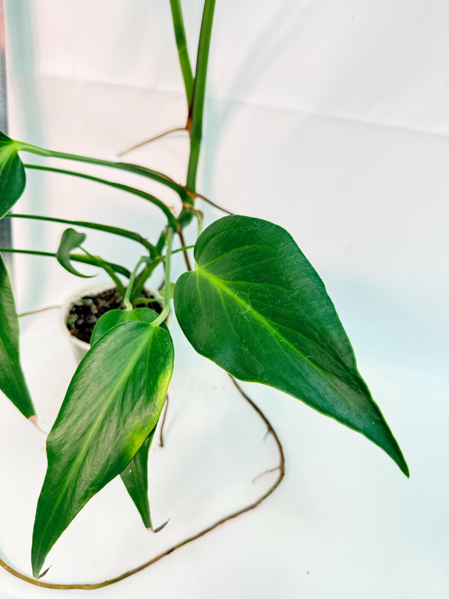 Monstera Burle Marx Flame XL 6