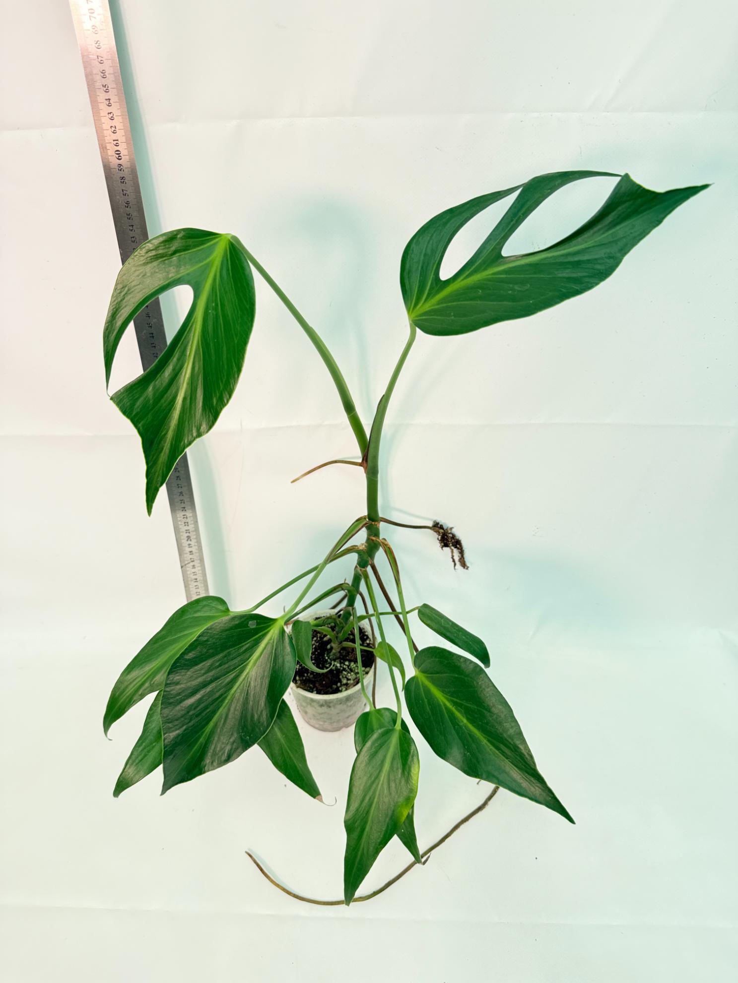 Monstera Burle Marx Flame XL 7