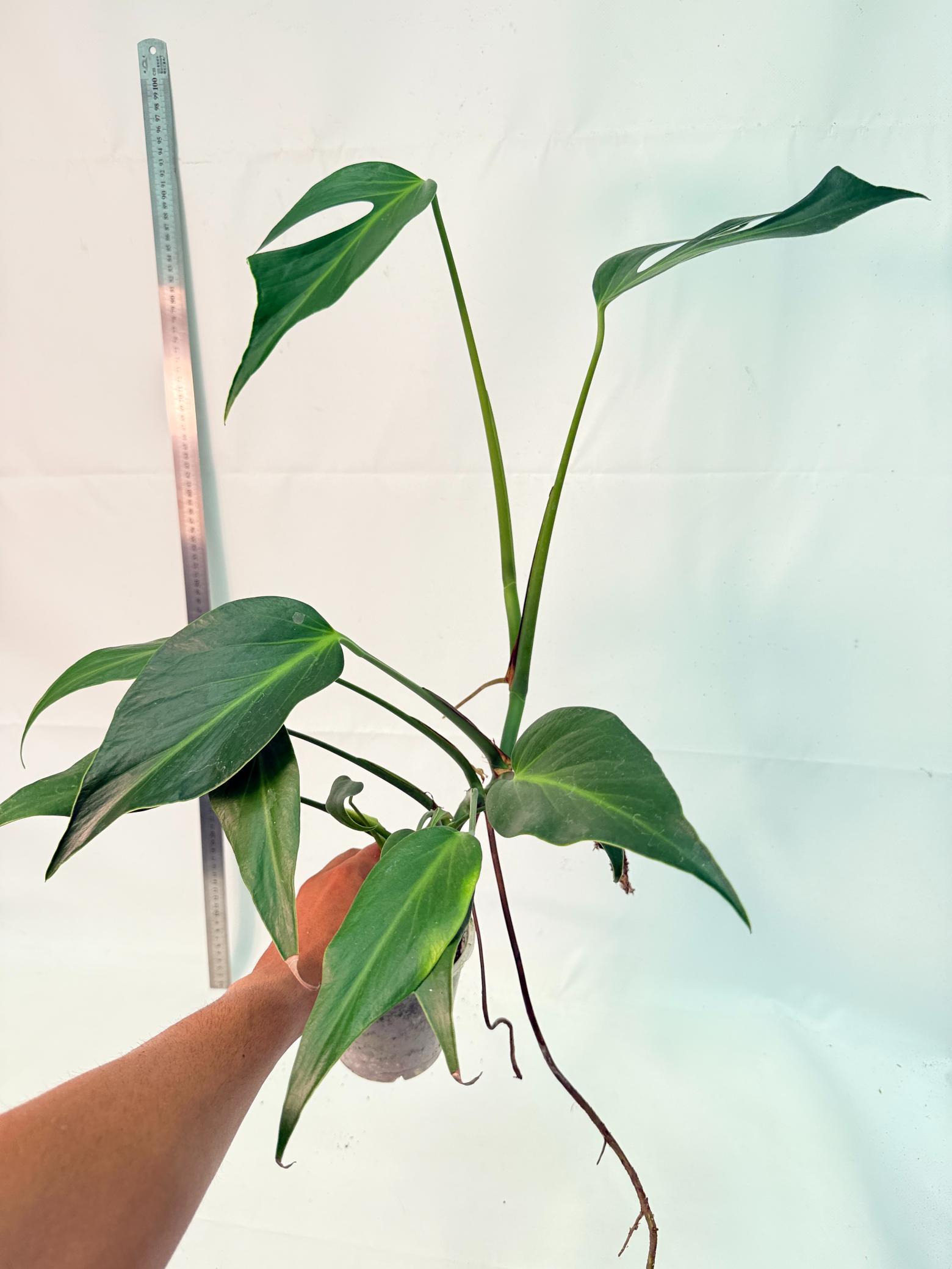 Monstera Burle Marx Flame XL 8