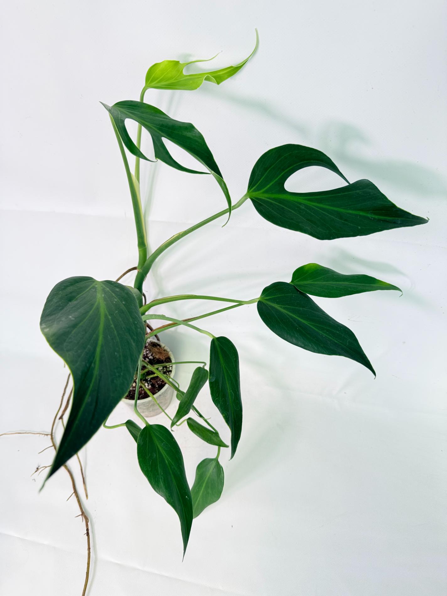 Monstera Burle Marx Flame XL 08