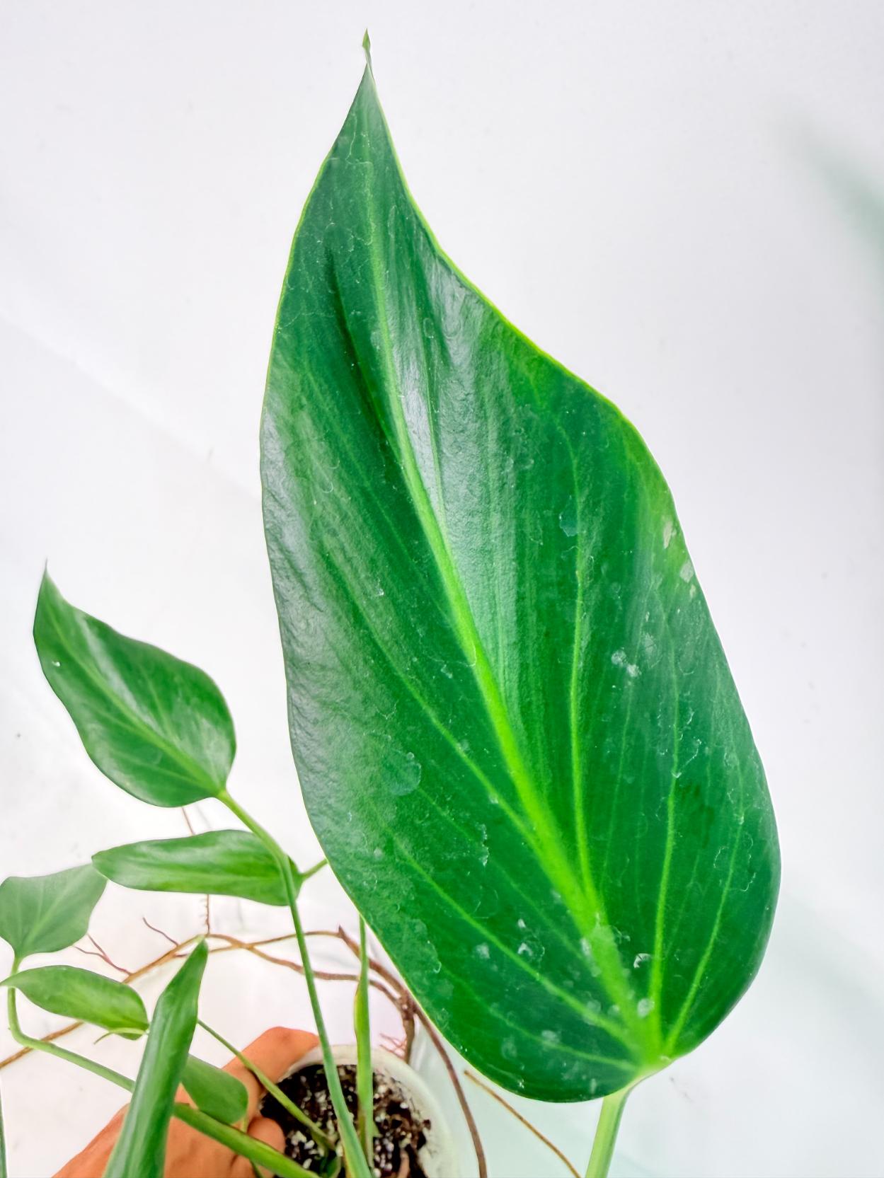 Monstera Burle Marx Flame XL 09