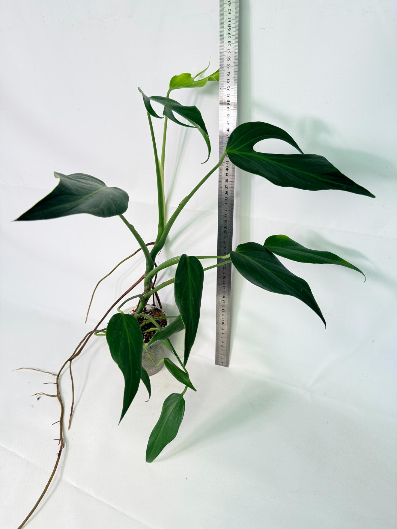 Monstera burle marx flame XL