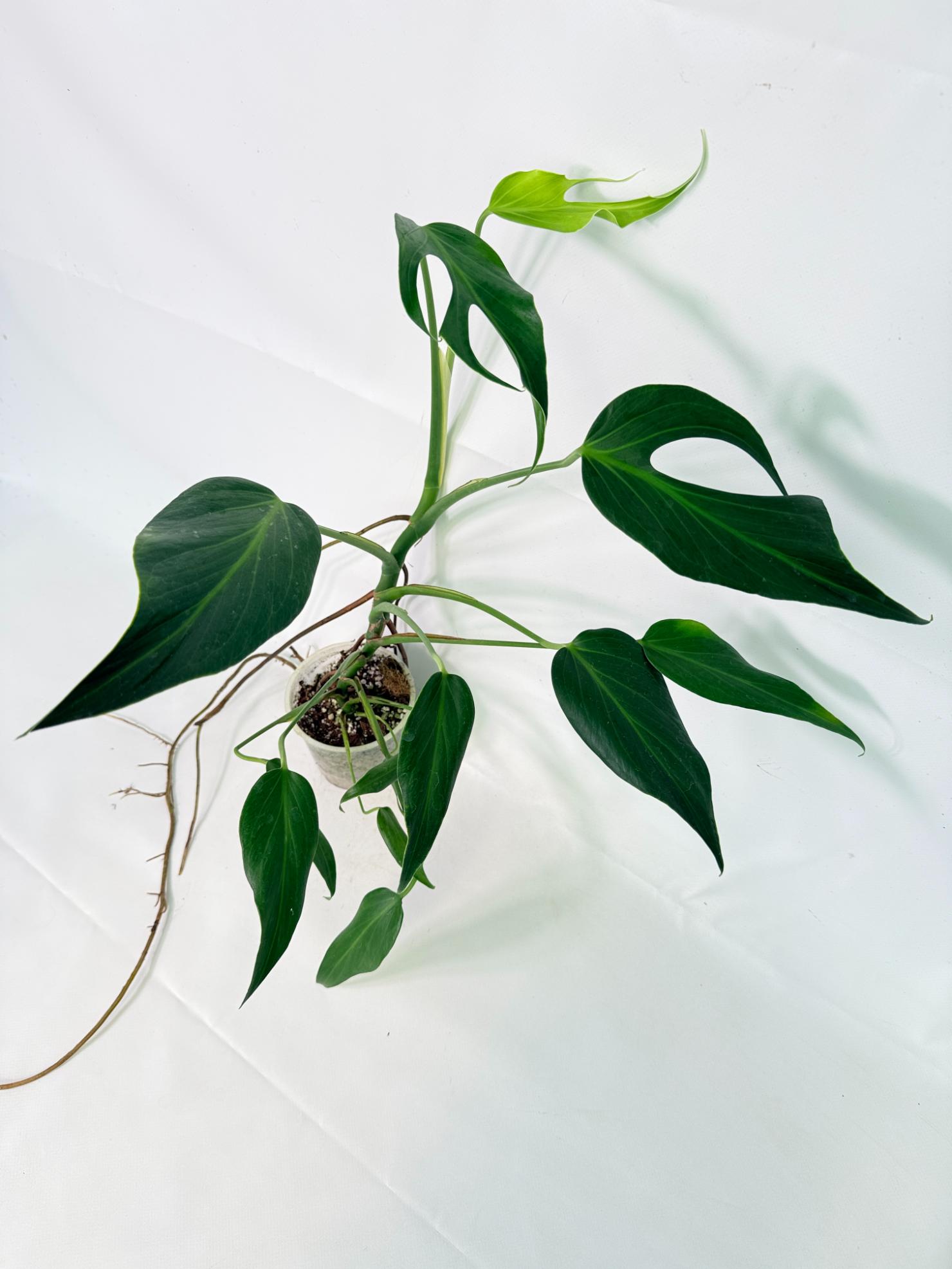 Monstera Burle Marx Flame XL 01