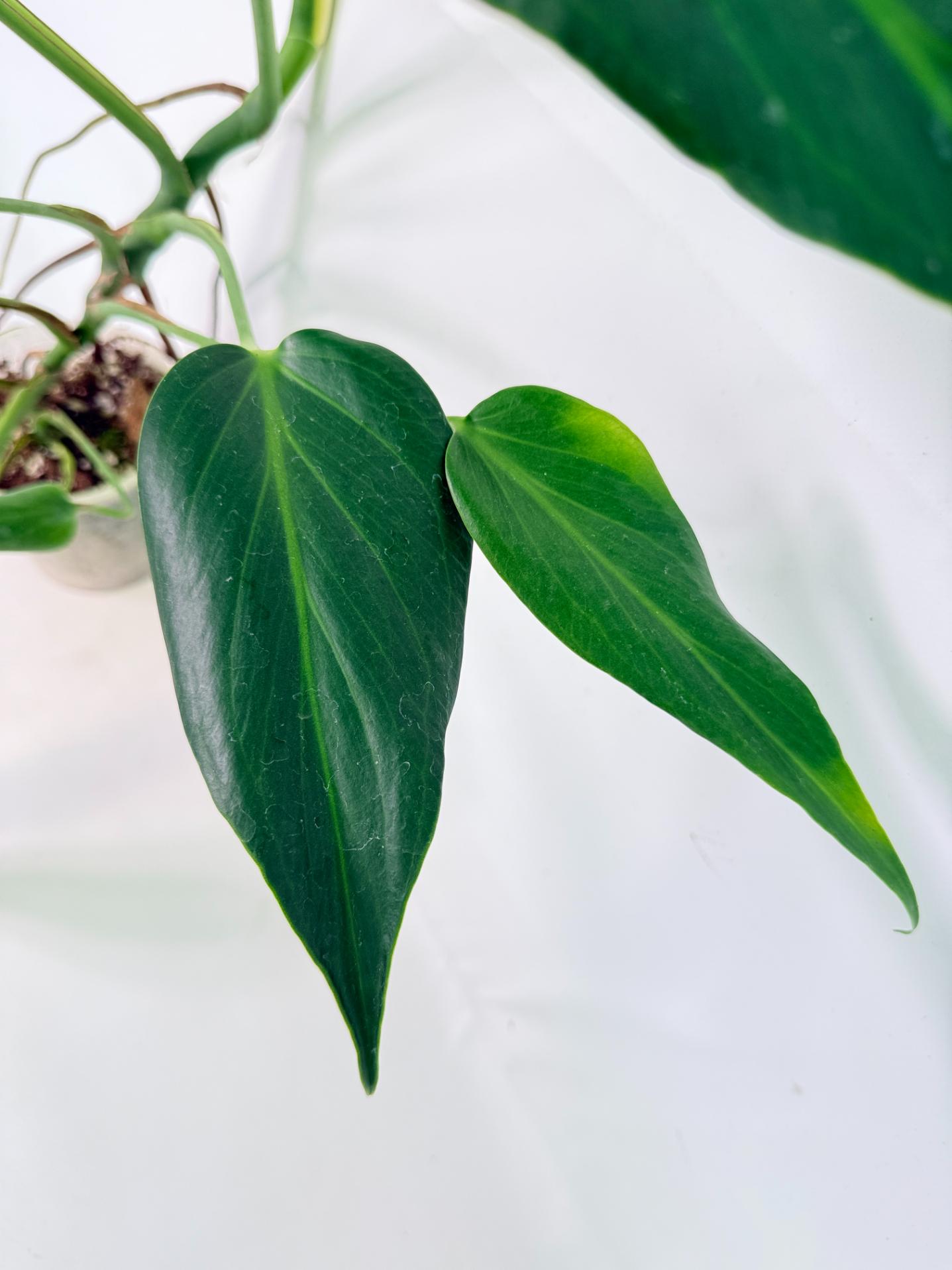 Monstera Burle Marx Flame XL 03