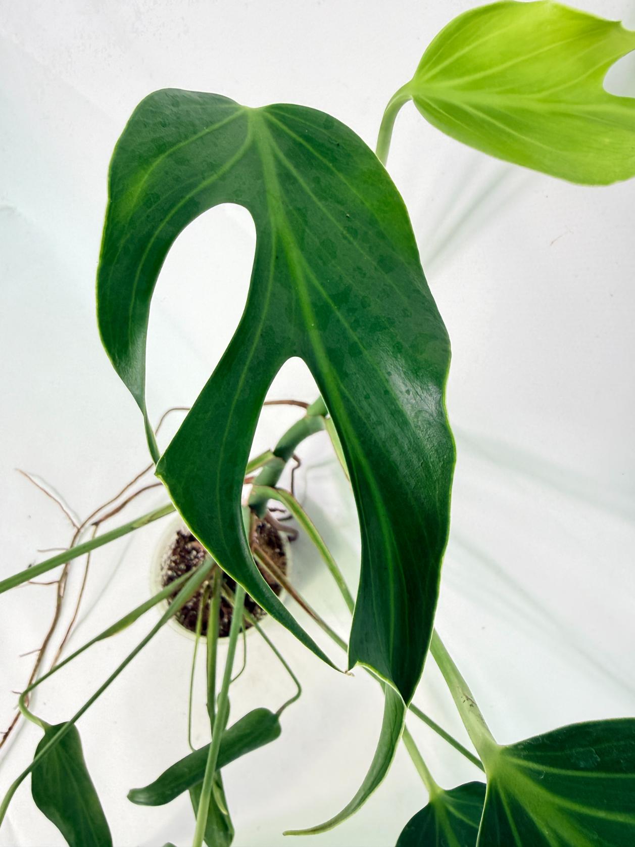 Monstera Burle Marx Flame XL 04