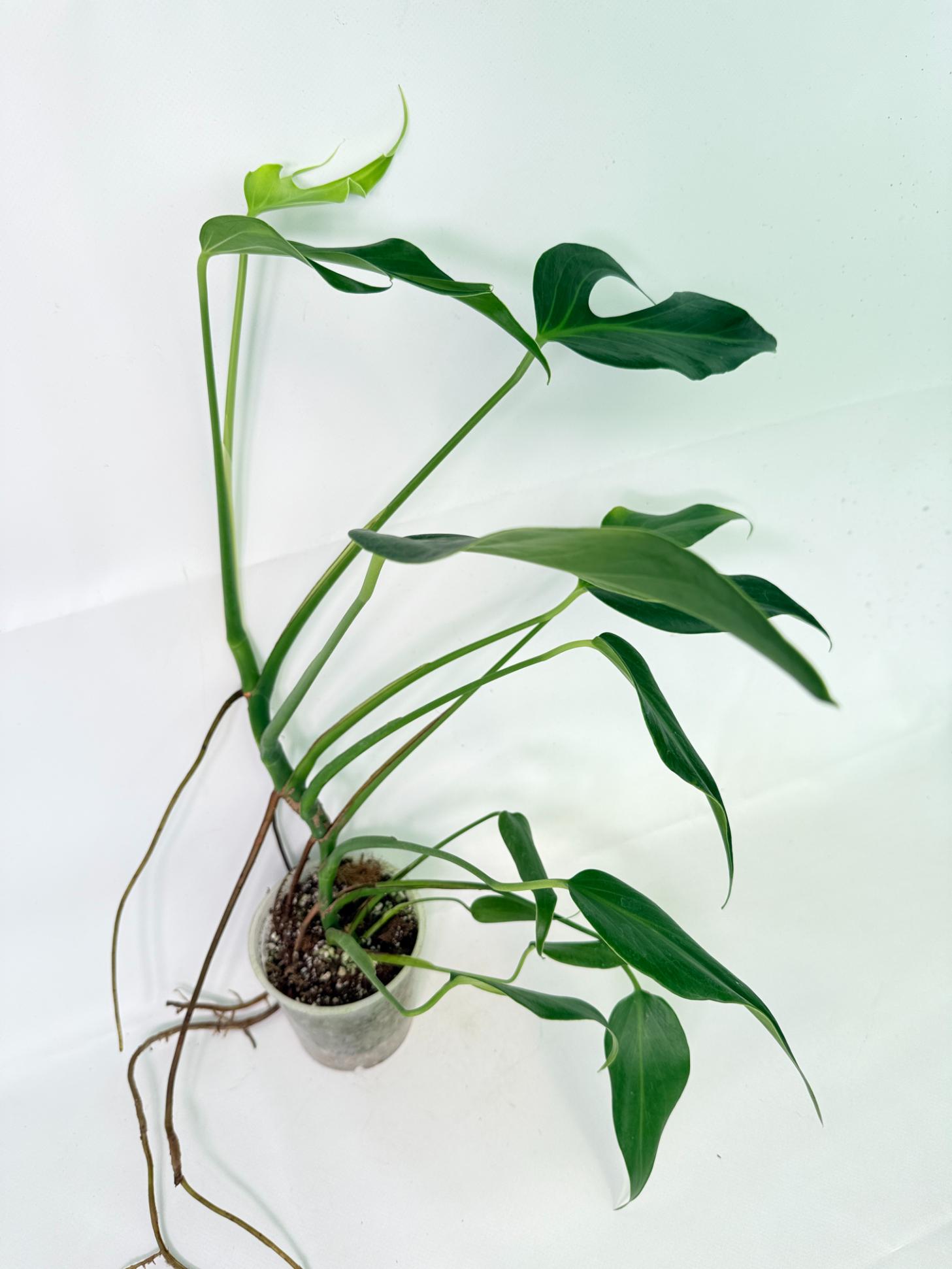 Monstera Burle Marx Flame XL 06