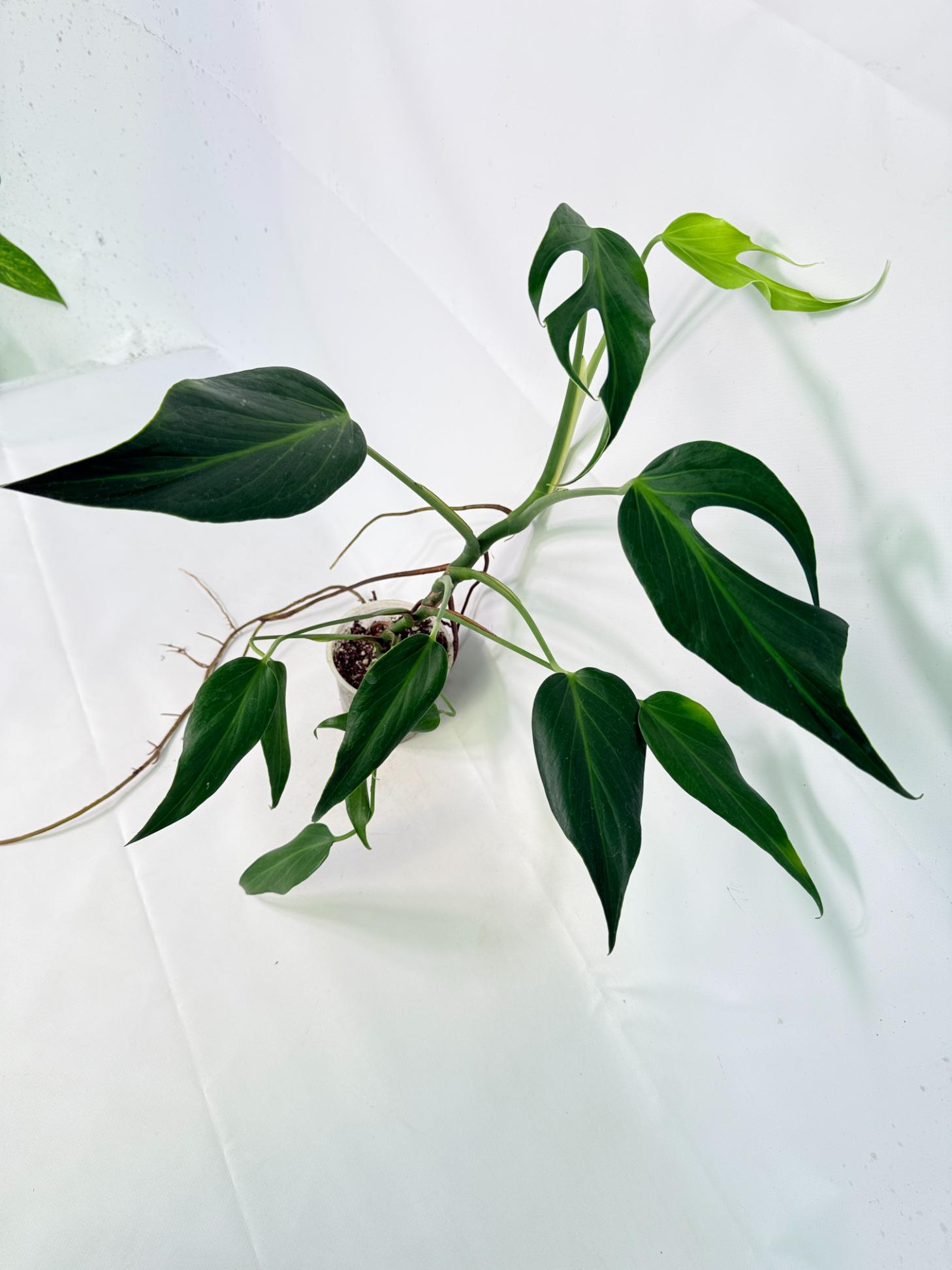 Monstera Burle Marx Flame XL 07