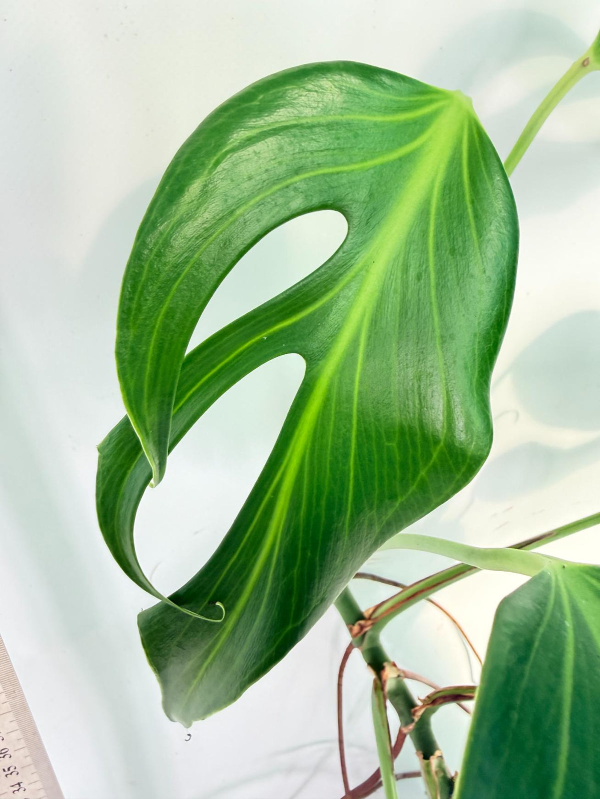 Monstera 'Burle Marx Flame XL' 2