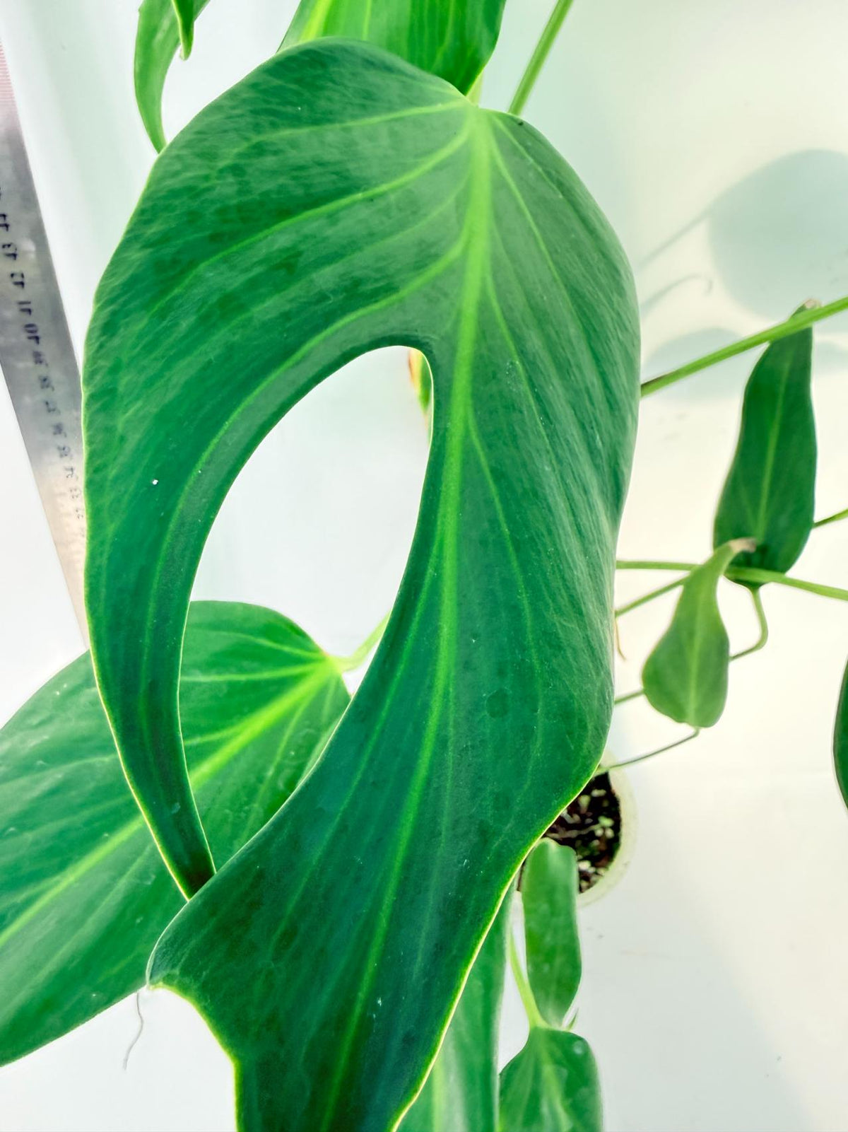 Monstera 'Burle Marx Flame XL' 3