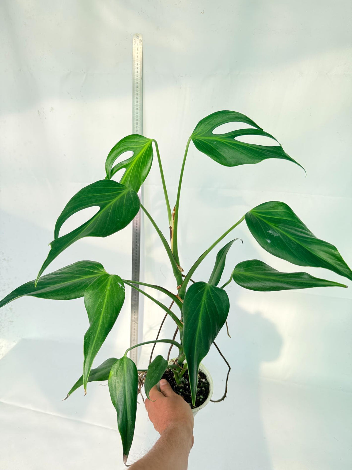 Monstera 'Burle Marx Flame XL' 8