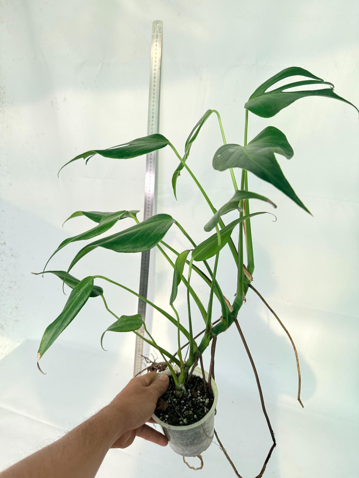 Monstera 'Burle Marx Flame XL' 10