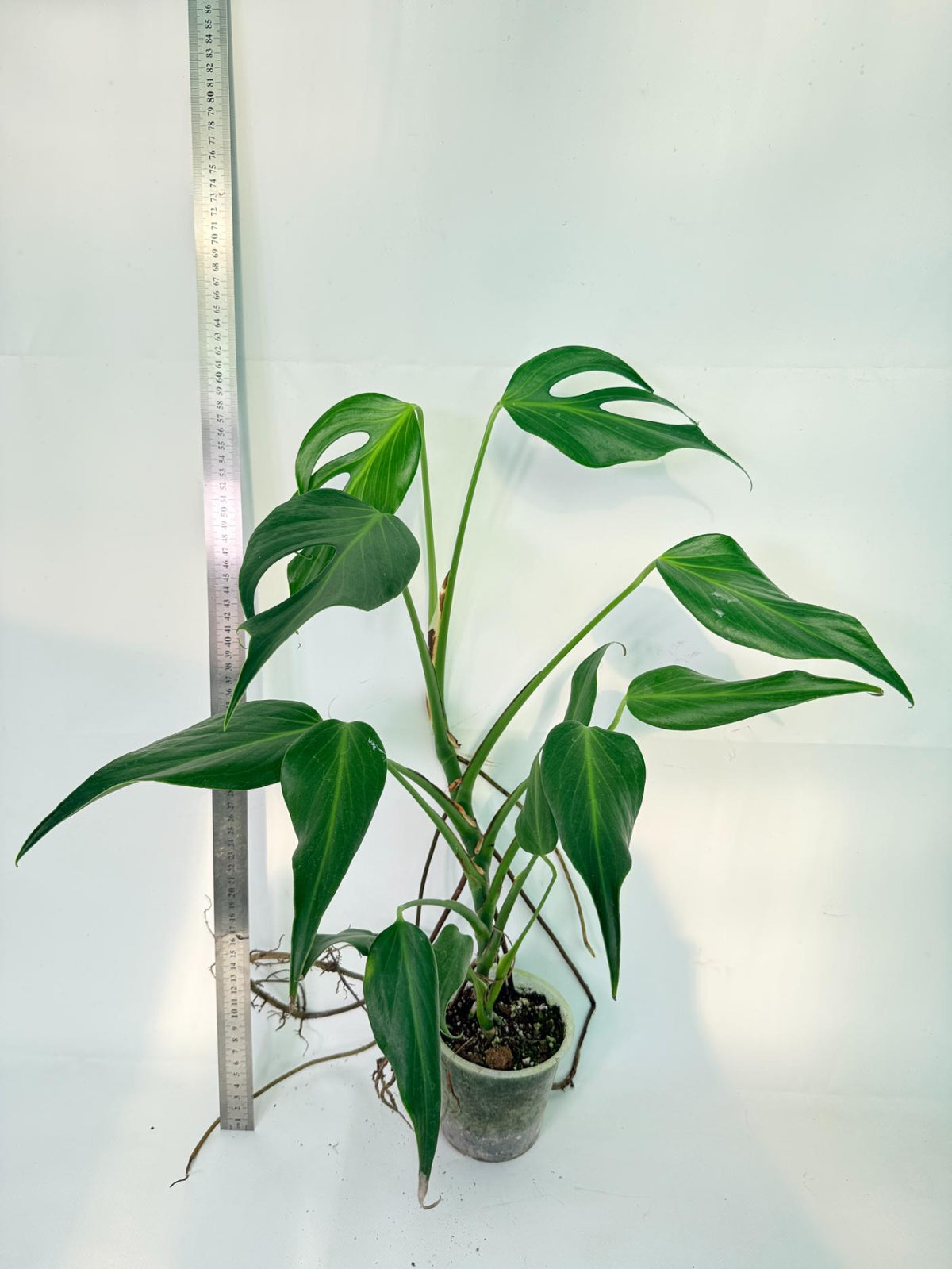 Monstera 'Burle Marx Flame XL' 1