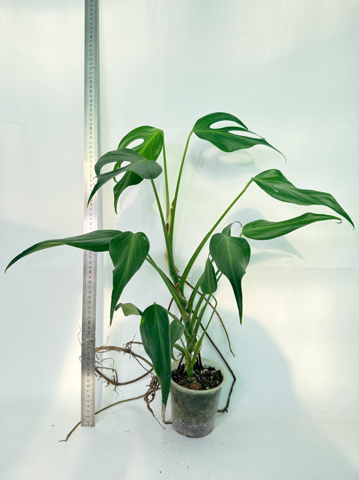 Monstera 'Burle Marx Flame XL' 4