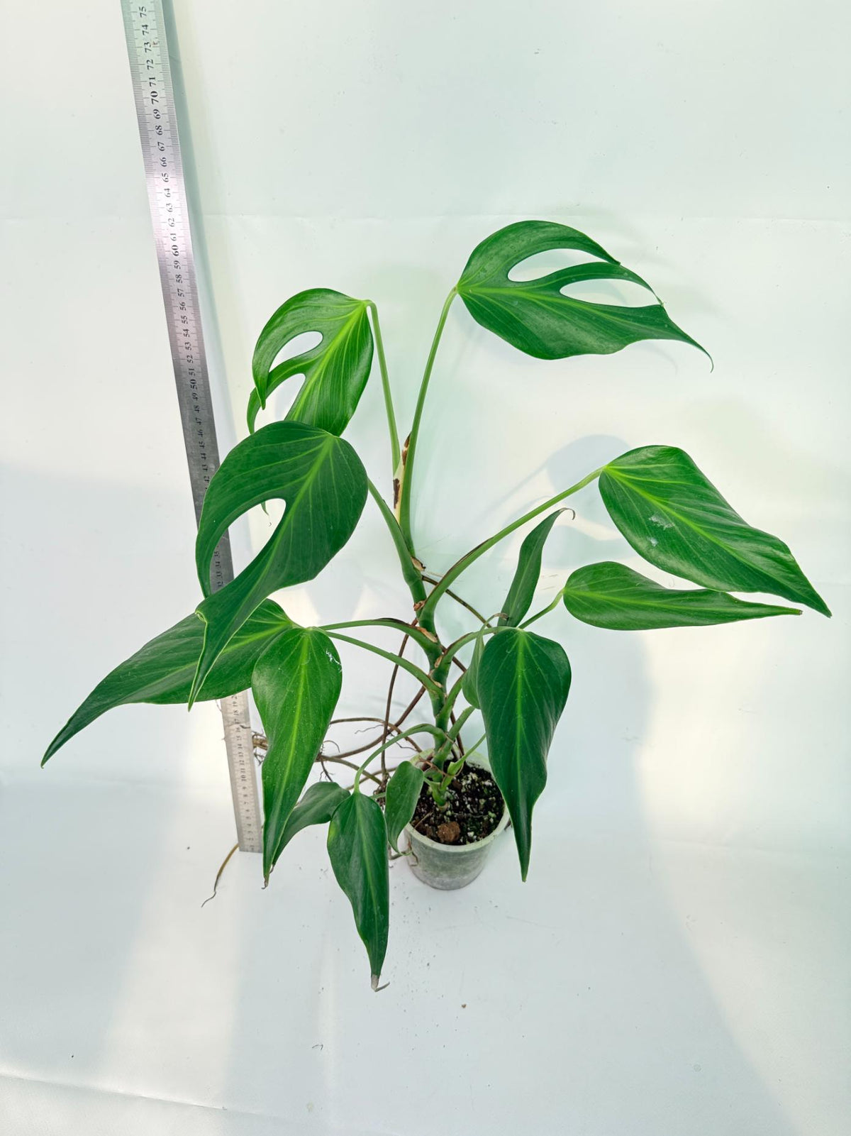 Monstera 'Burle Marx Flame XL' 6