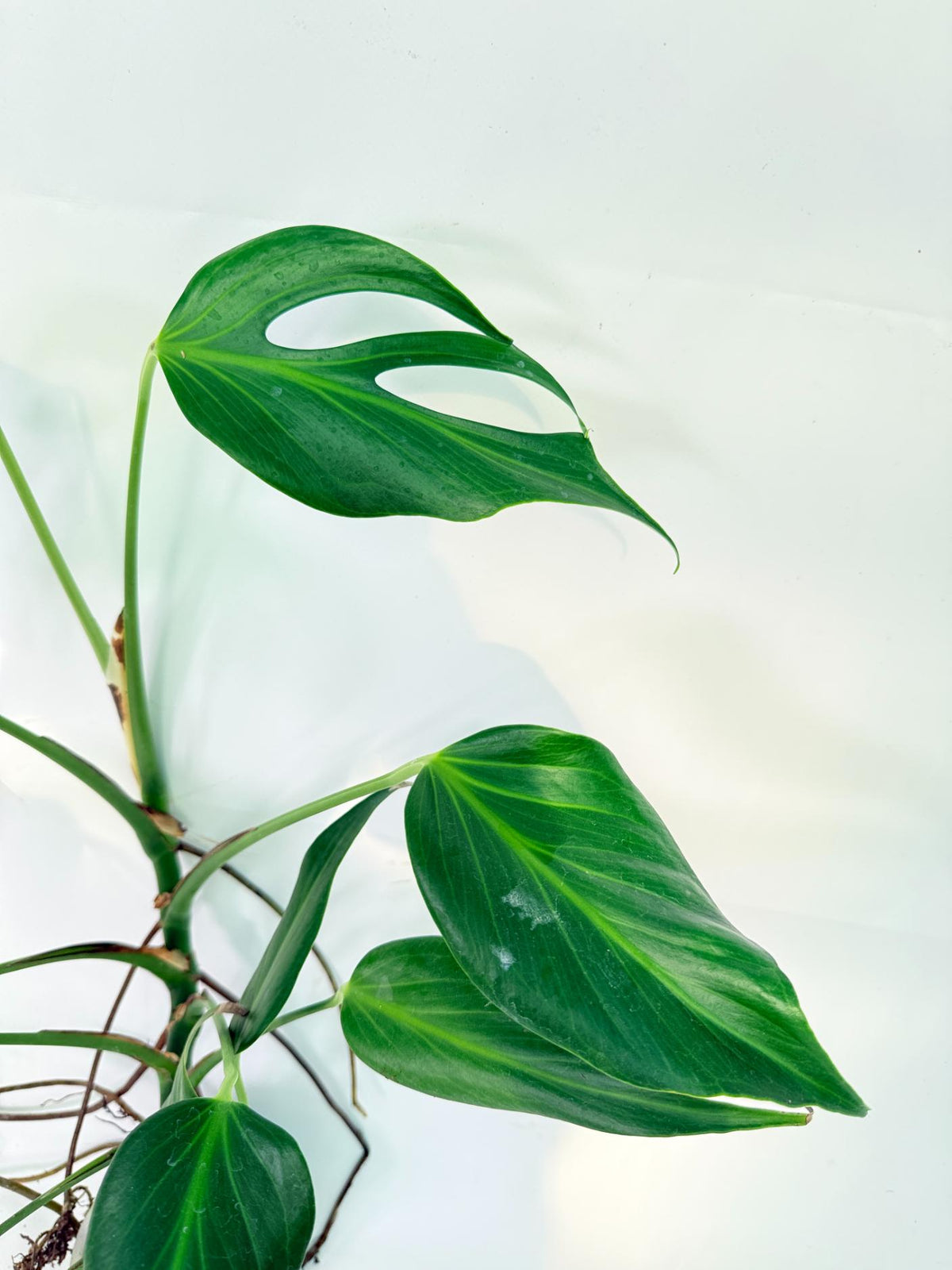 Monstera 'Burle Marx Flame XL' 7