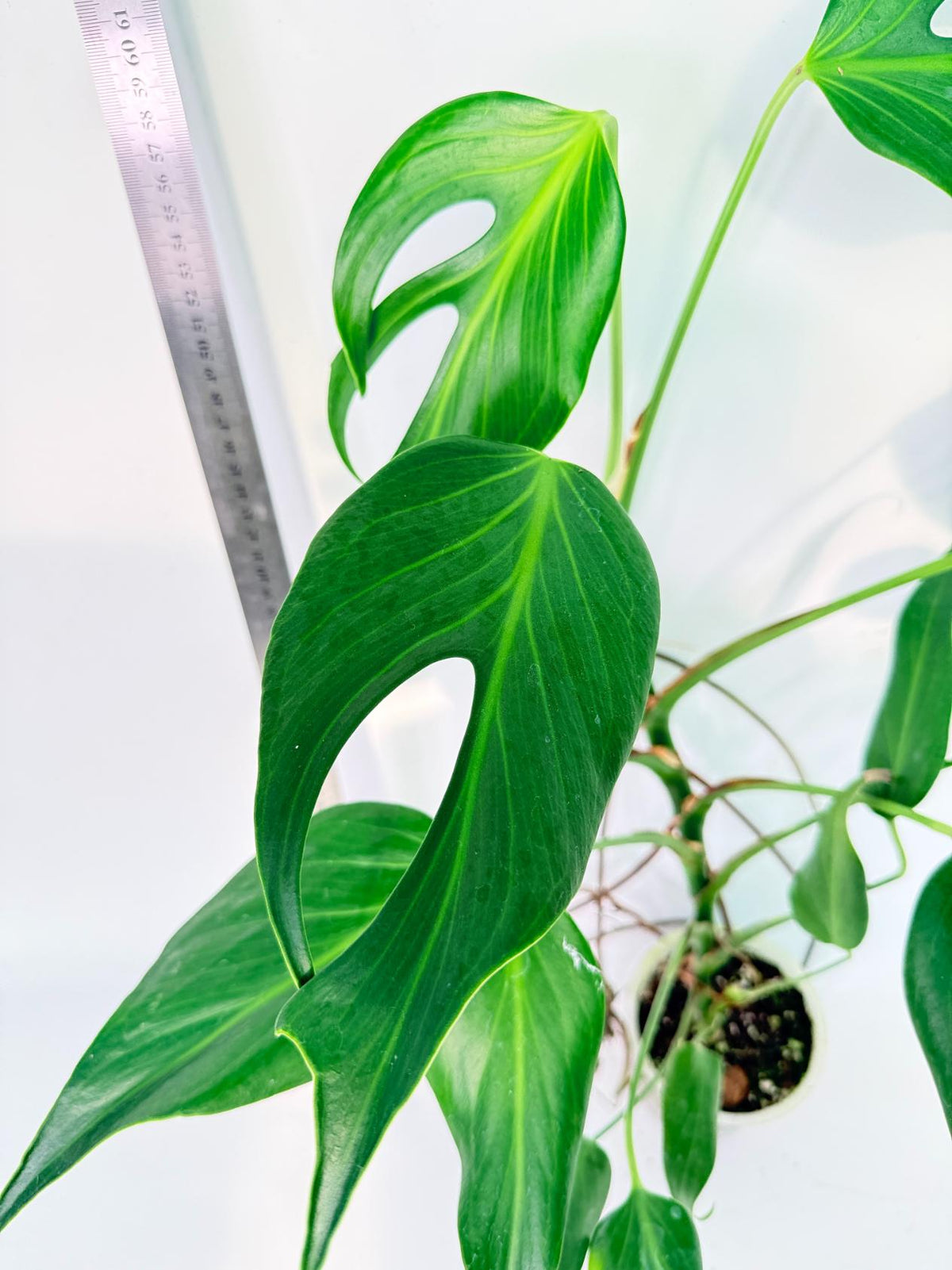 Monstera 'Burle Marx Flame XL' 5