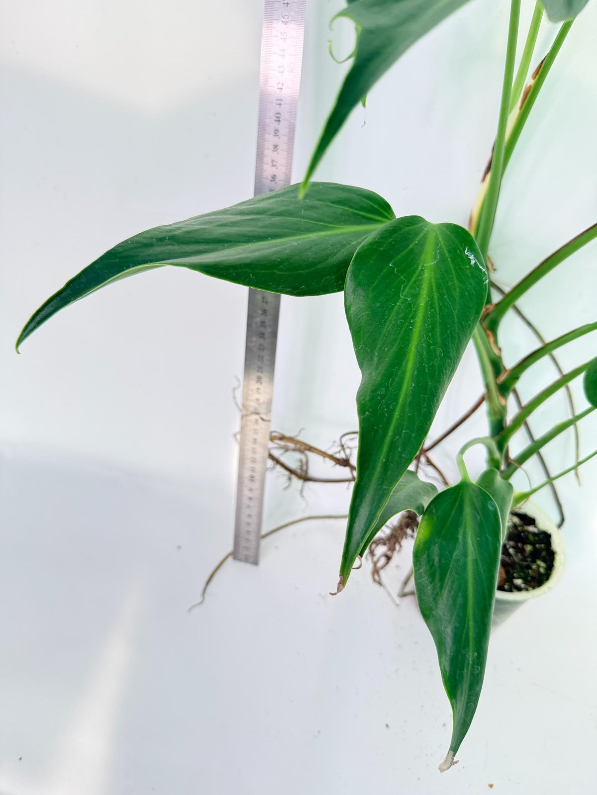 Monstera 'Burle Marx Flame XL' 9