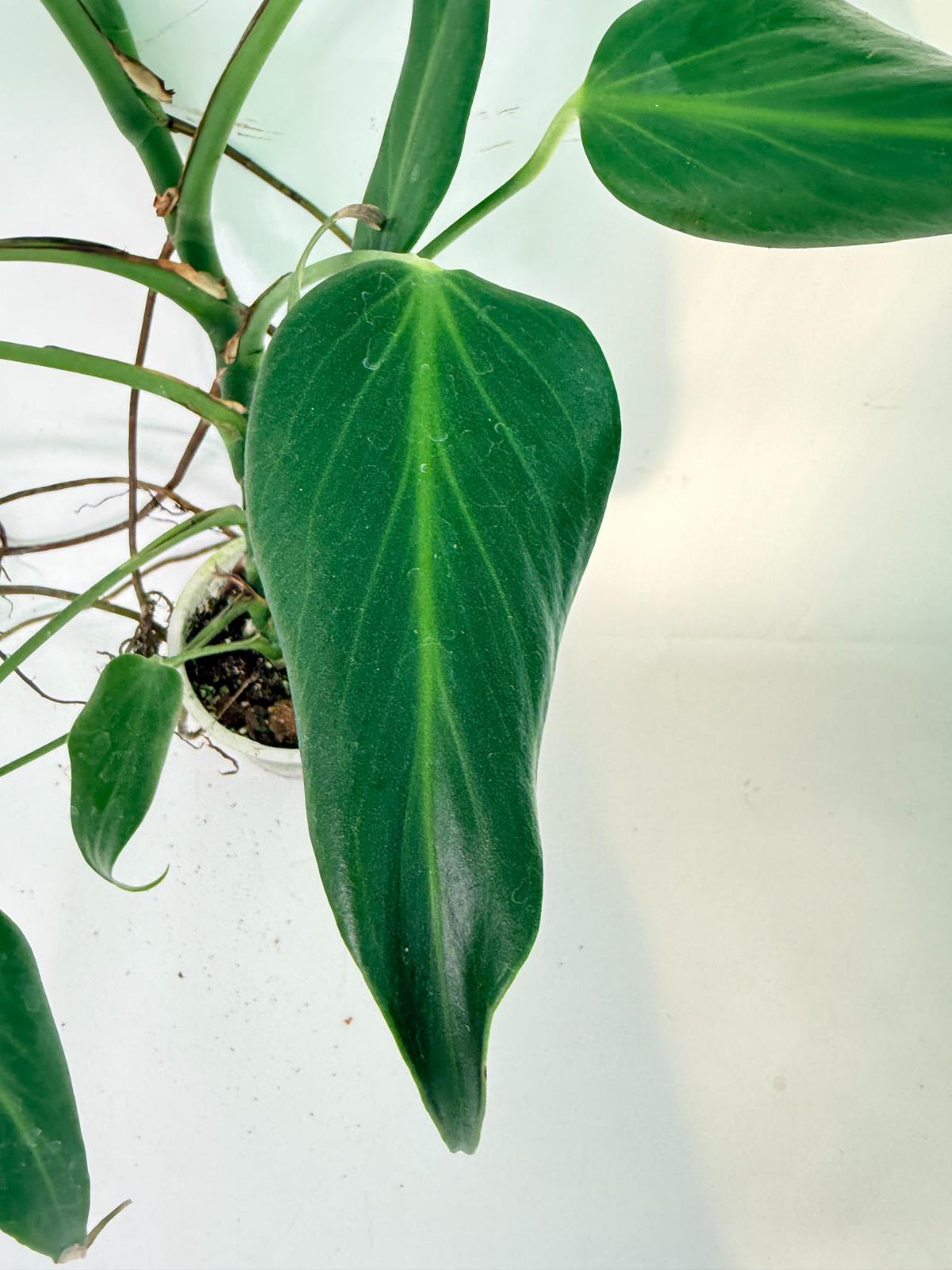 Monstera 'Burle Marx Flame XL' 11