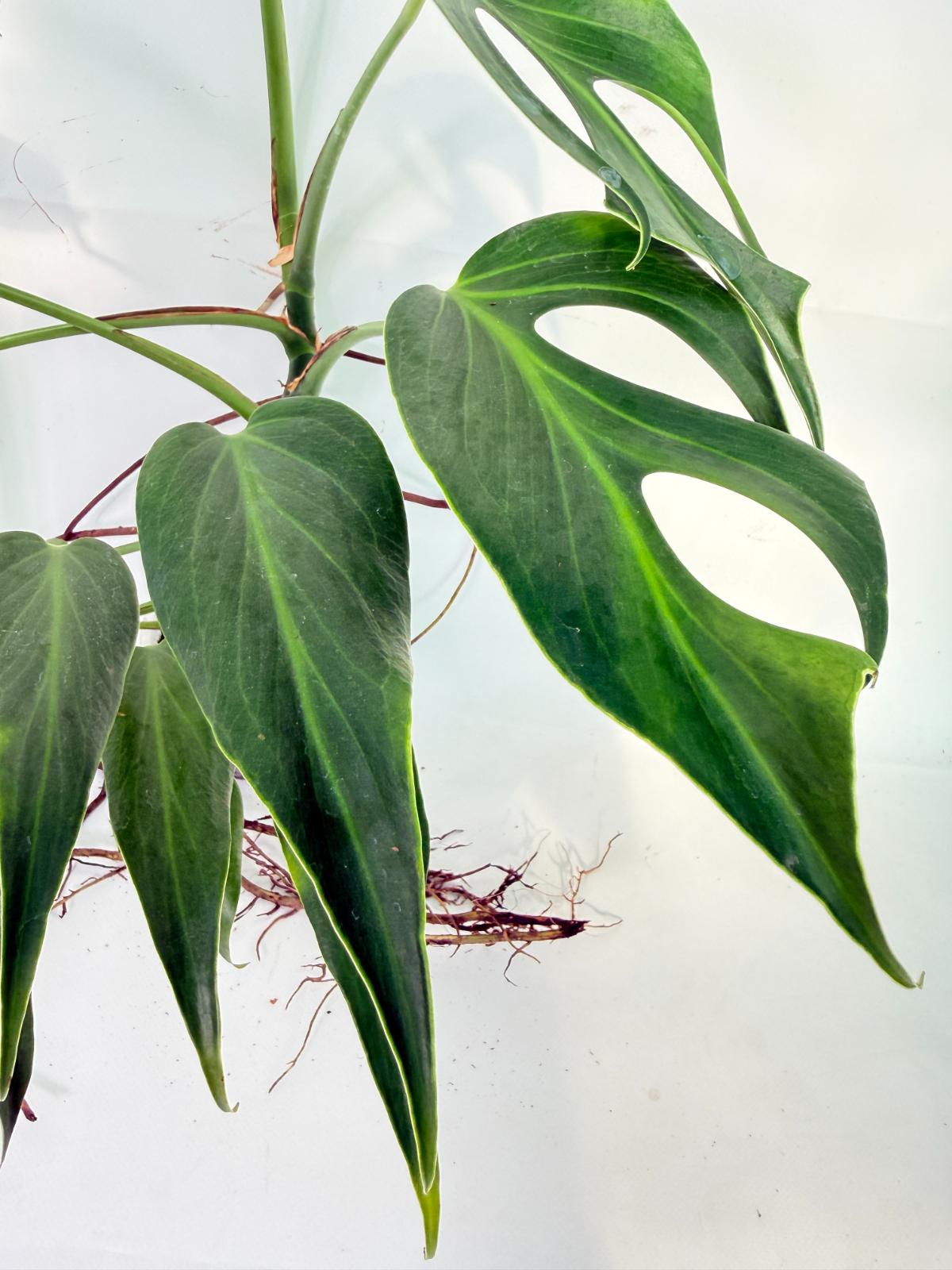 Monstera 'Burle Marx Flame XL' 3
