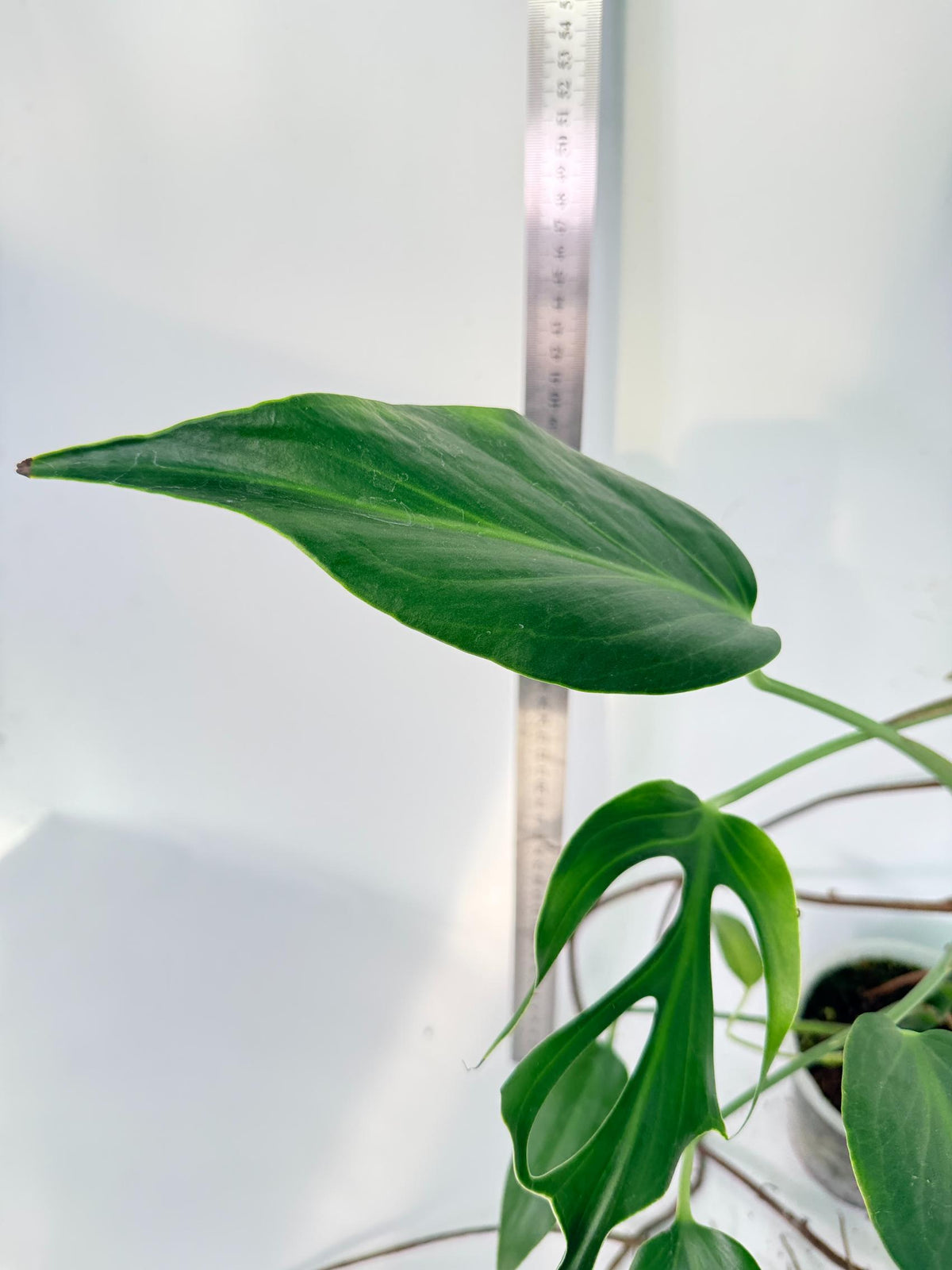 Monstera 'Burle Marx Flame XL' 10