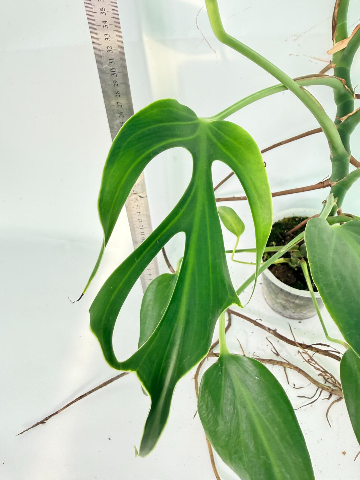 Monstera 'Burle Marx Flame XL' 5