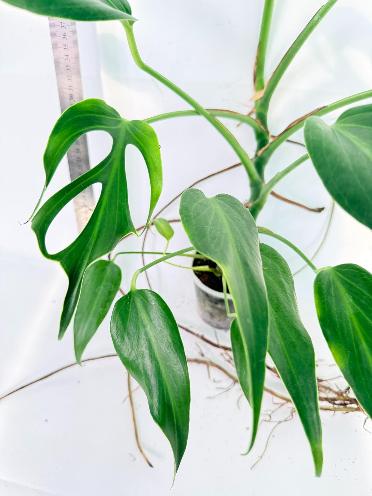 Monstera 'Burle Marx Flame XL' 6