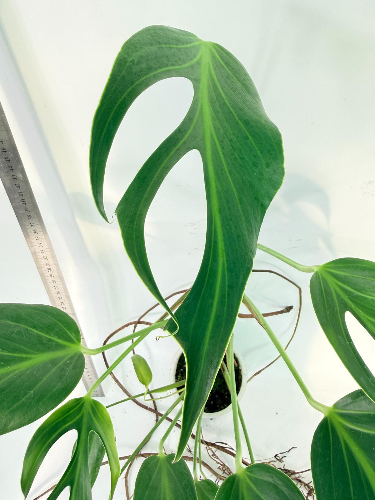 Monstera 'Burle Marx Flame XL' 1