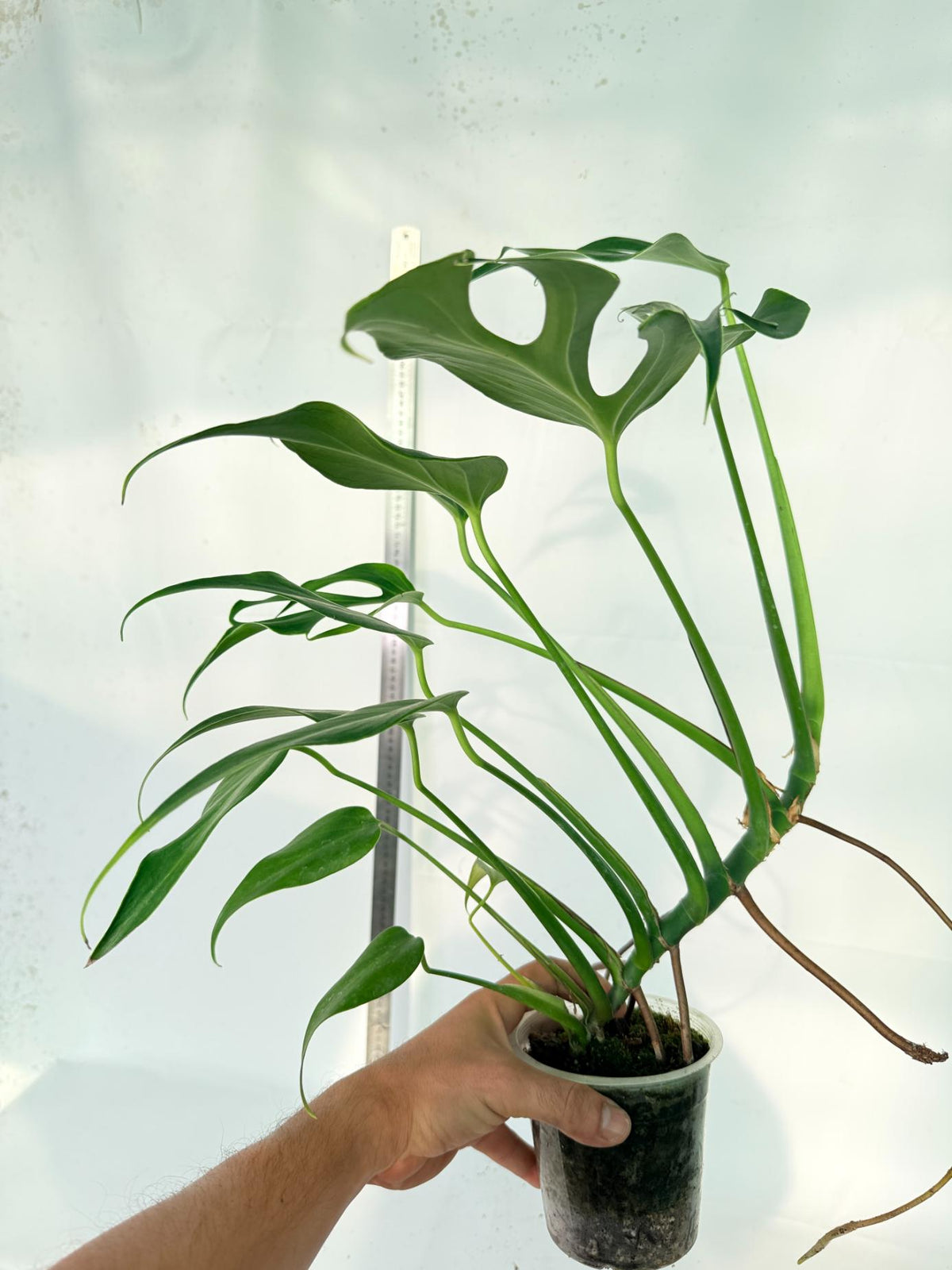 Monstera 'Burle Marx Flame XL' 11