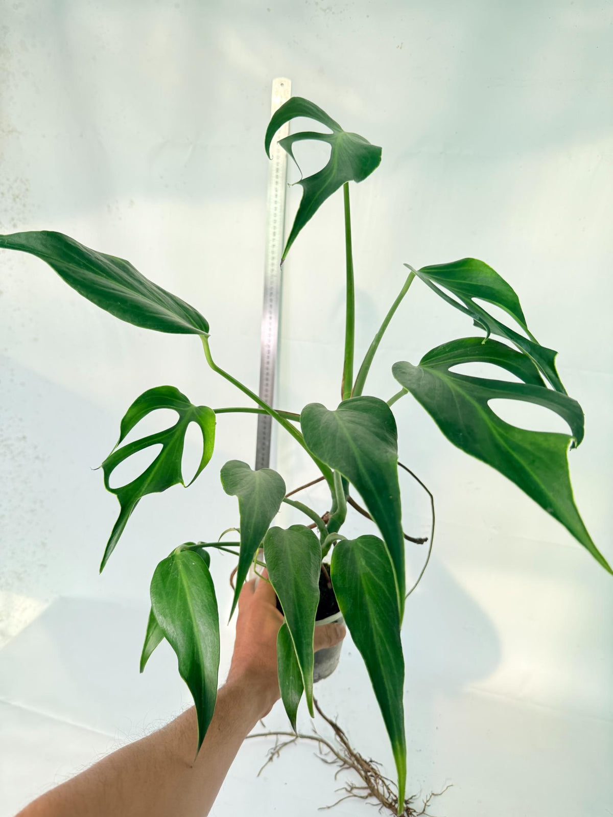 Monstera 'Burle Marx Flame XL' 4