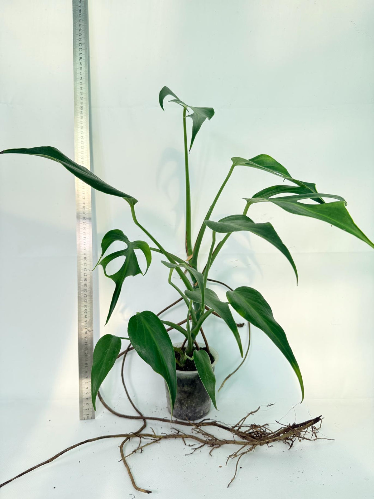 Monstera 'Burle Marx Flame XL' 7