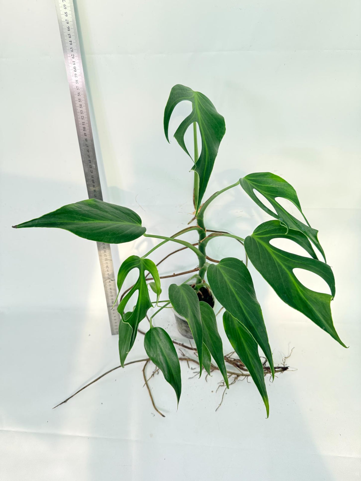 Monstera 'Burle Marx Flame XL' 2