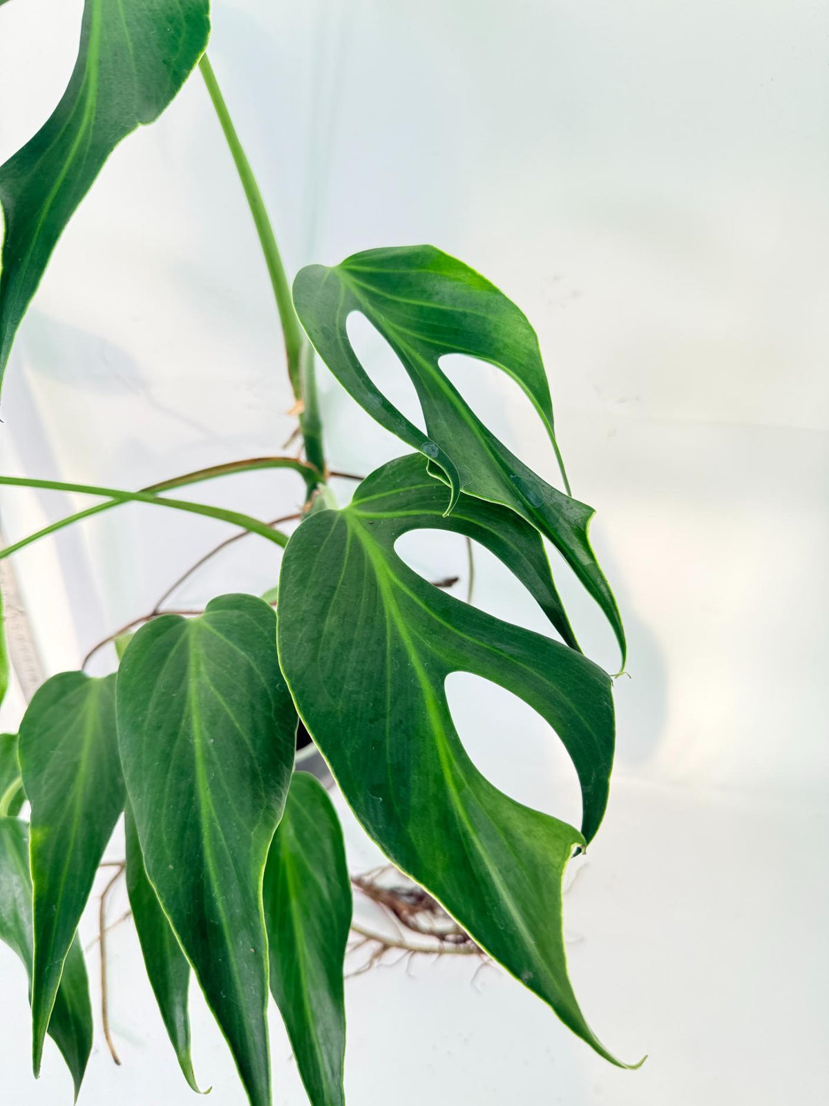 Monstera 'Burle Marx Flame XL' 8