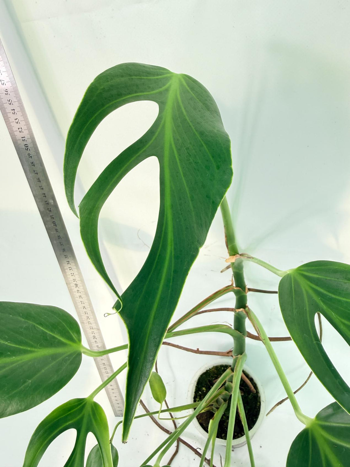 Monstera 'Burle Marx Flame XL' 9