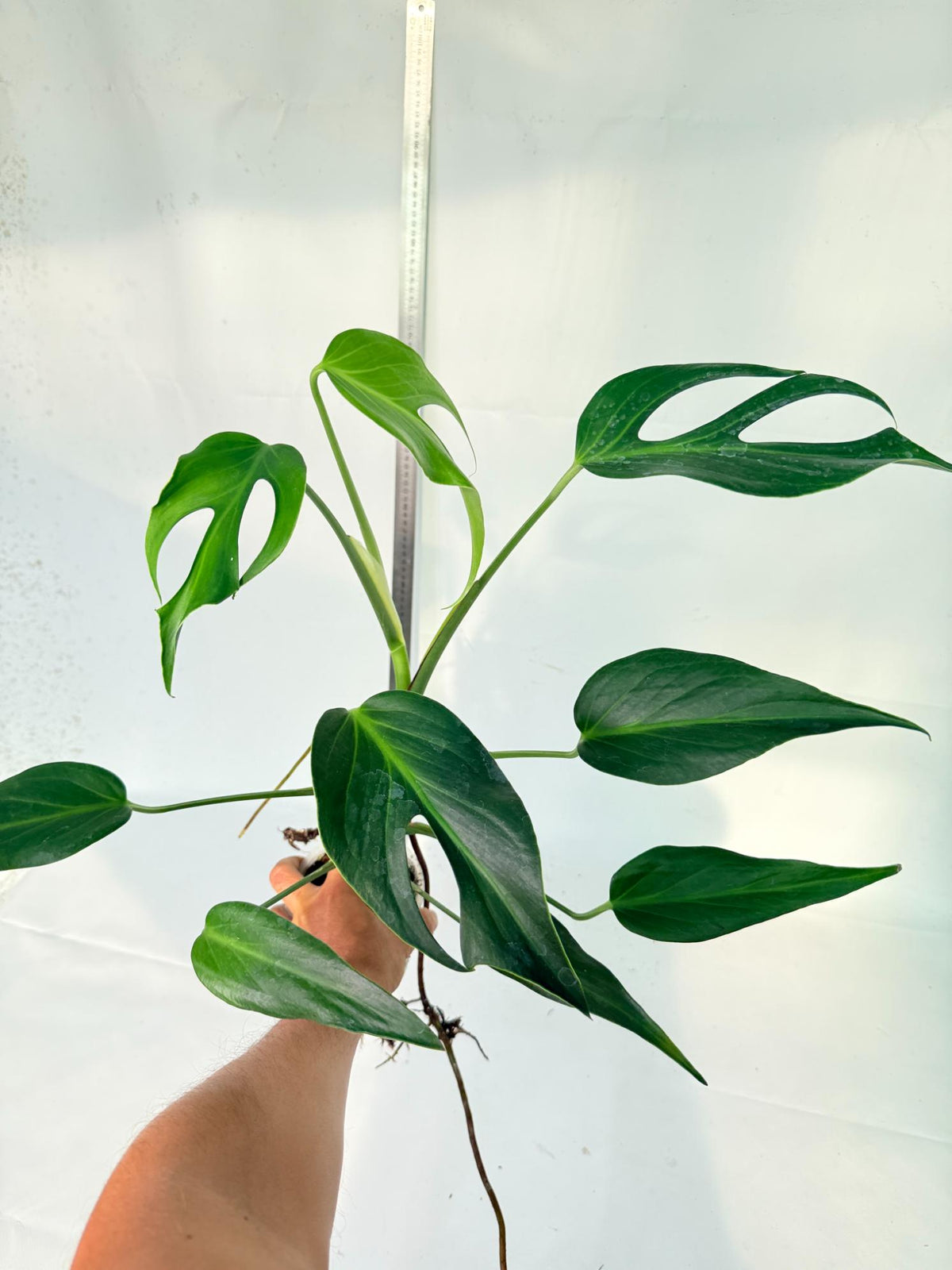 Monstera 'Burle Marx Flame XL' 2