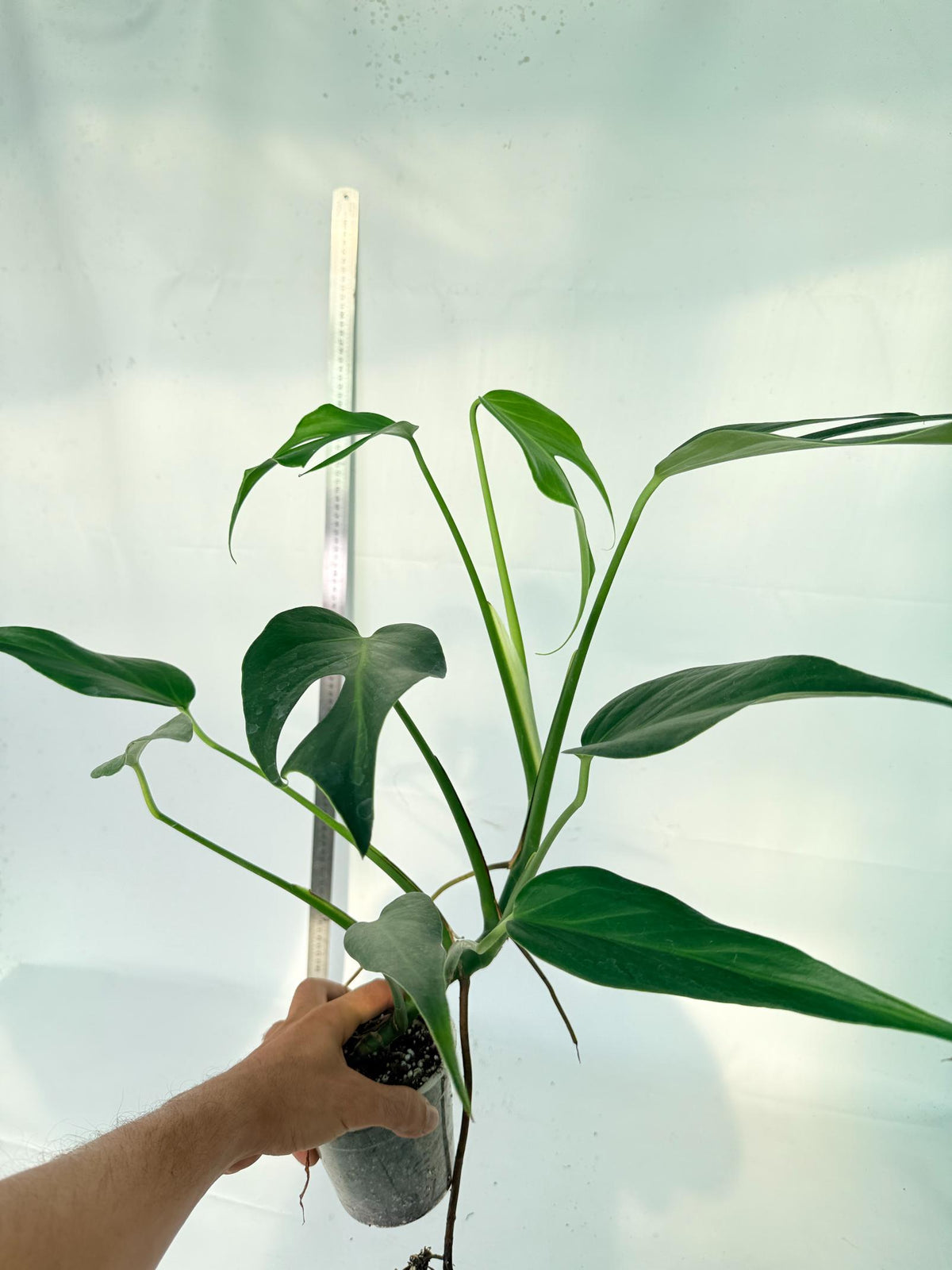 Monstera 'Burle Marx Flame XL' 7