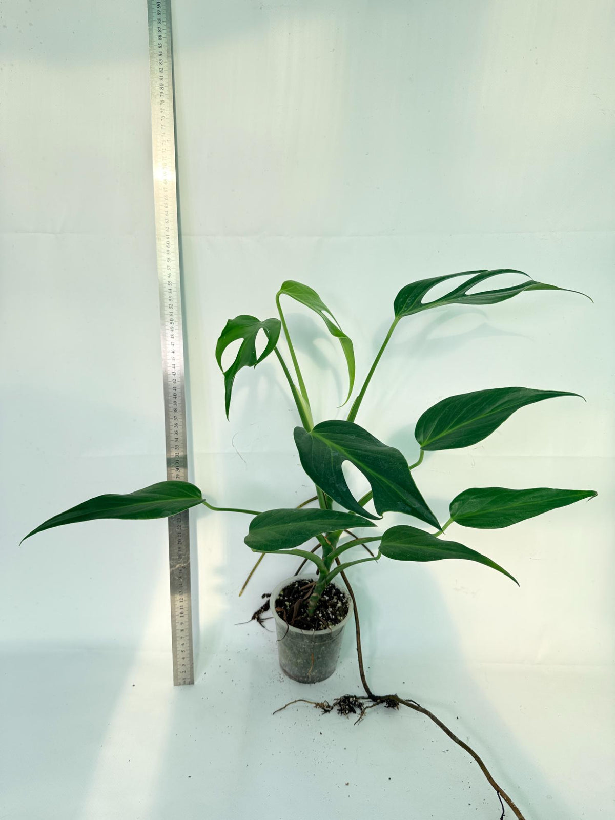 Monstera 'Burle Marx Flame XL' 4