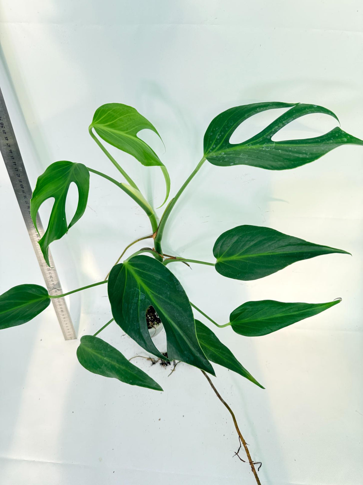 Monstera 'Burle Marx Flame XL' 8