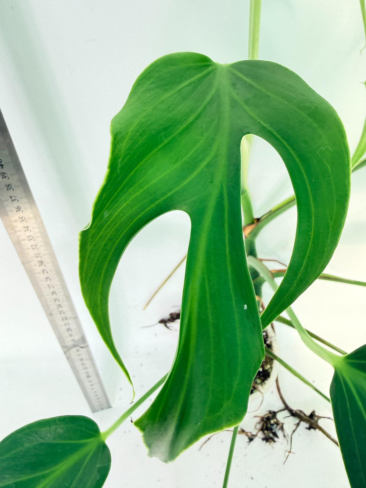 Monstera 'Burle Marx Flame XL' 1