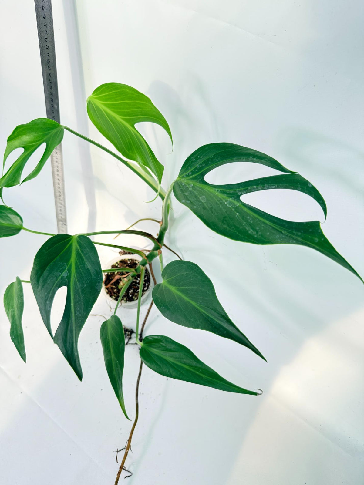 Monstera 'Burle Marx Flame XL' 9