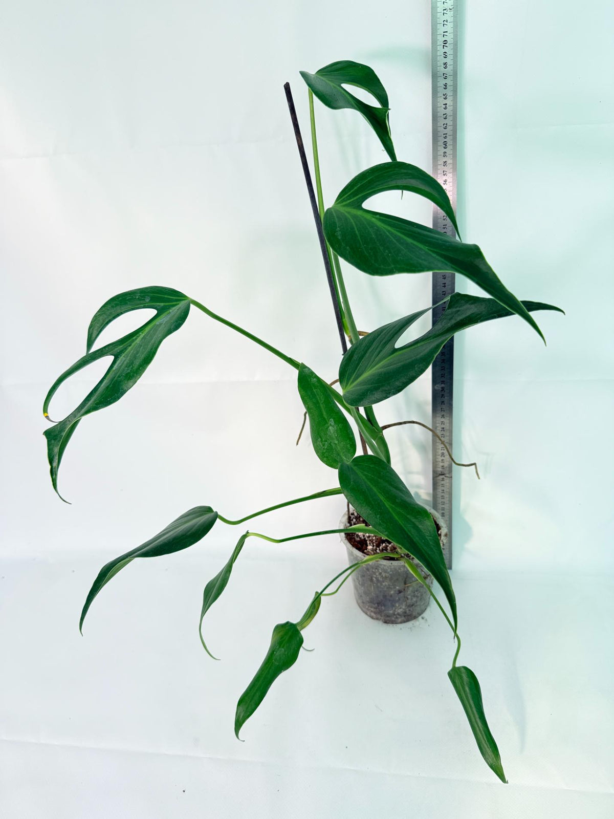 Monstera 'Burle Marx Flame XXL 10