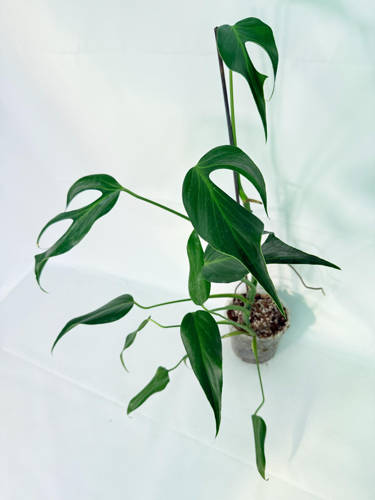 Monstera 'Burle Marx Flame XXL 01