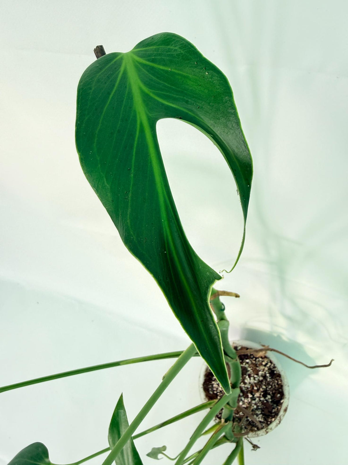 Monstera 'Burle Marx Flame XXL 3