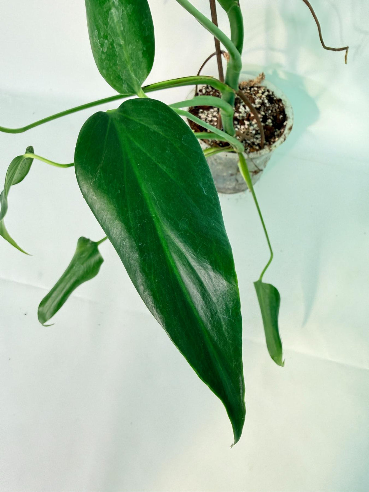 Monstera 'Burle Marx Flame XXL 04