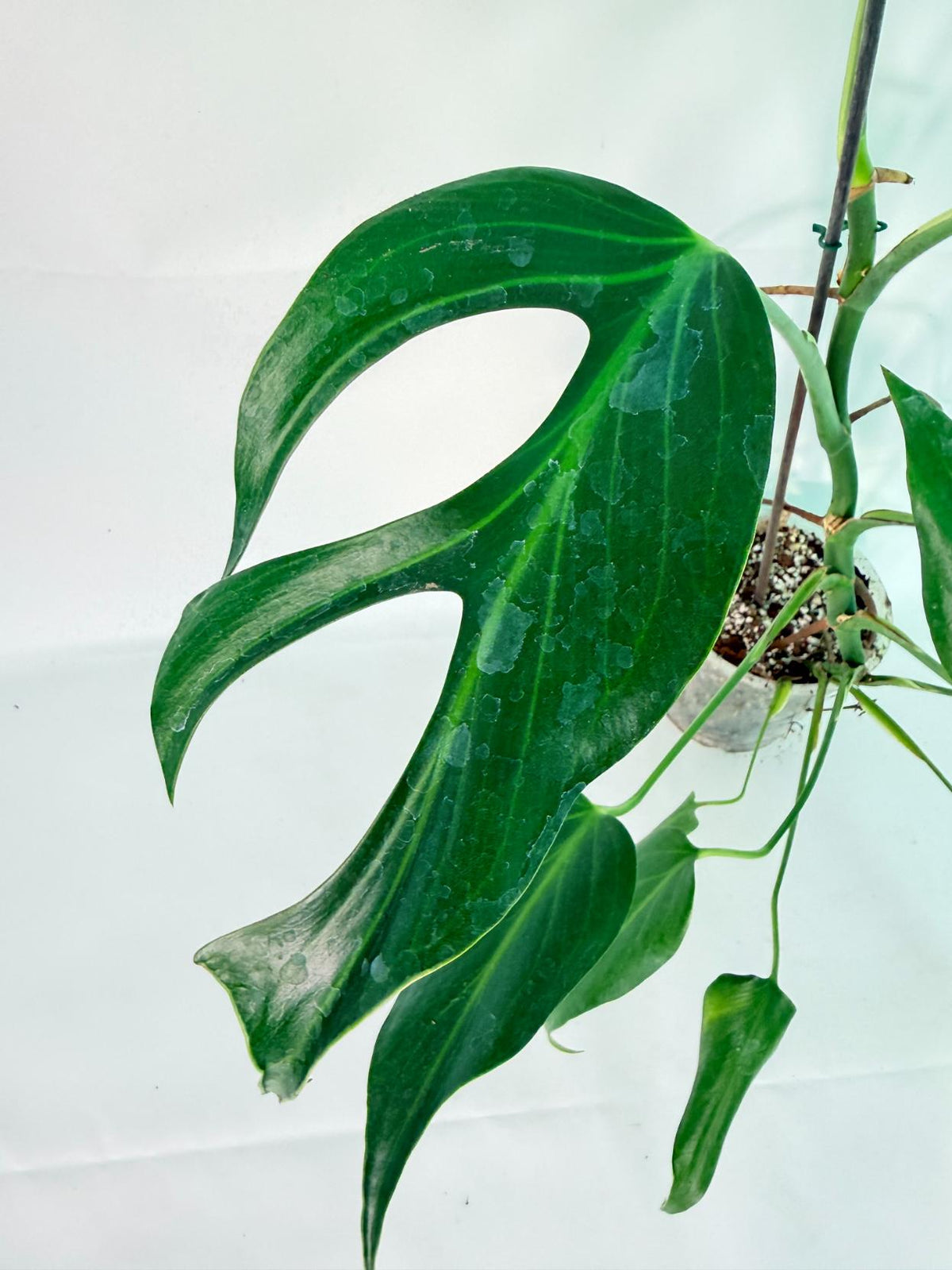 Monstera 'Burle Marx Flame XXL 06