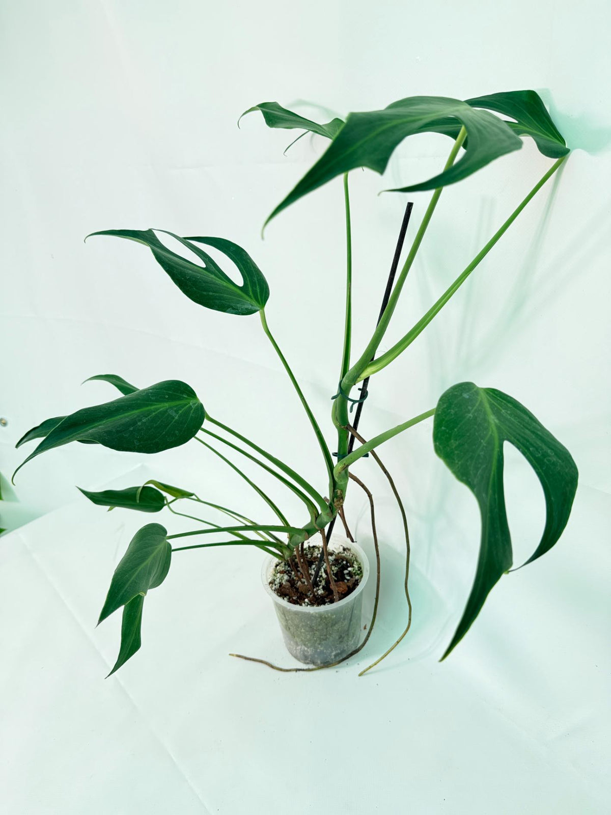 Monstera Burle Marx Flame XXL 02